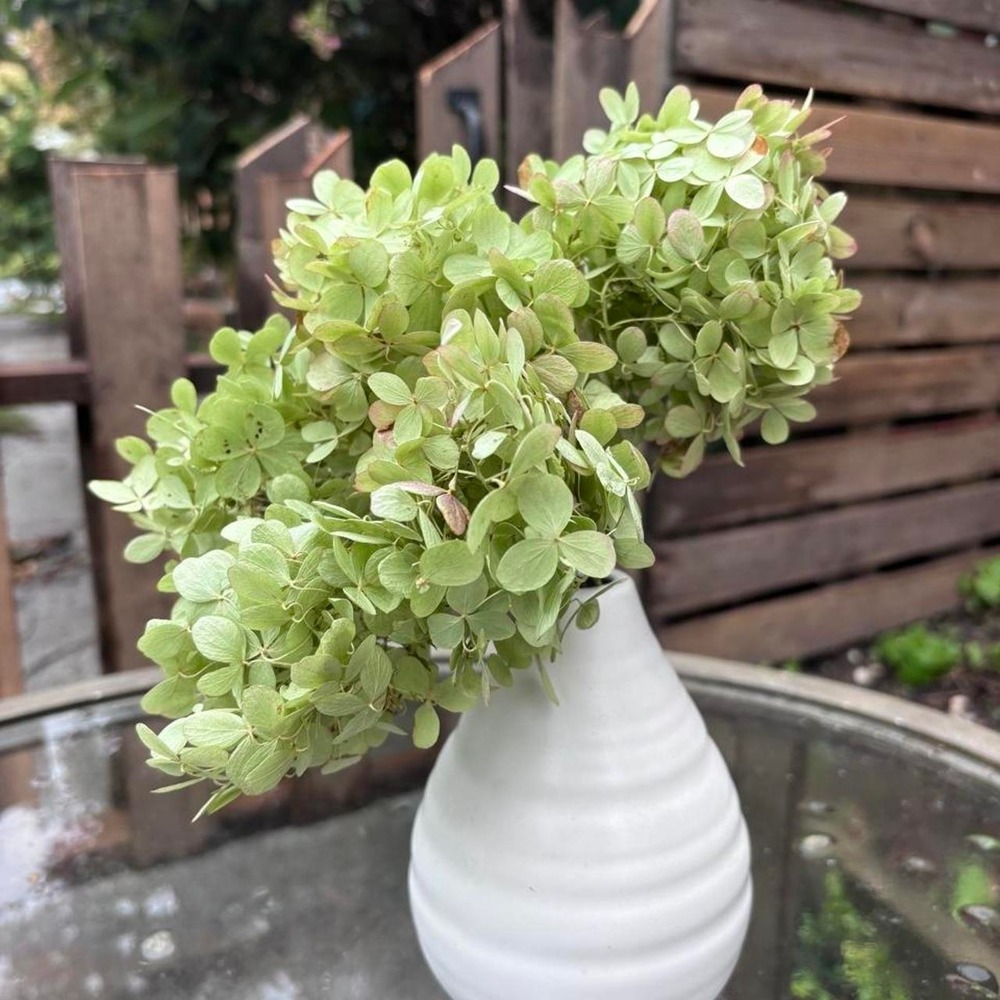 5 Preserved Mini Hydrangea Stems Natural Green White Dried Flowers Bouquet 7-8"